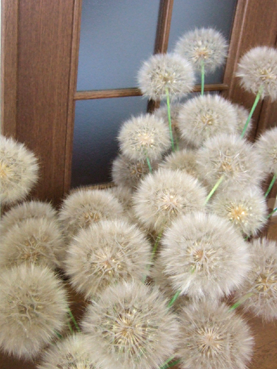 綿毛ドライフラワー 綿毛のリース
